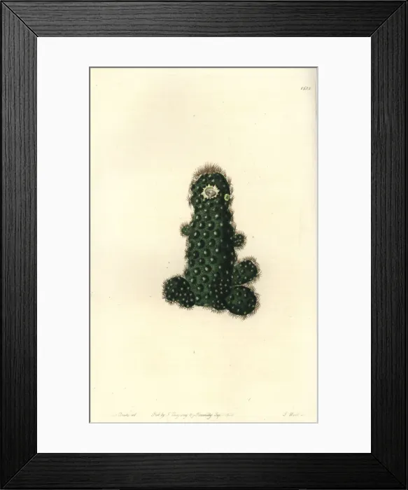 Framed Print : Cactus tenuis Framed Print : Cactus tenuis