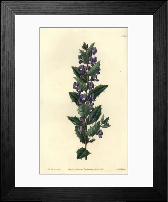 Framed Print : Hovea chorizemifolia Framed Print : Hovea chorizemifolia