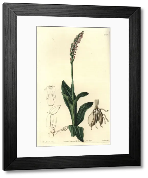 Framed Print : Dense-flowered orchid, Neotinea maculata Framed Print : Dense-flowered orchid, Neotinea maculata