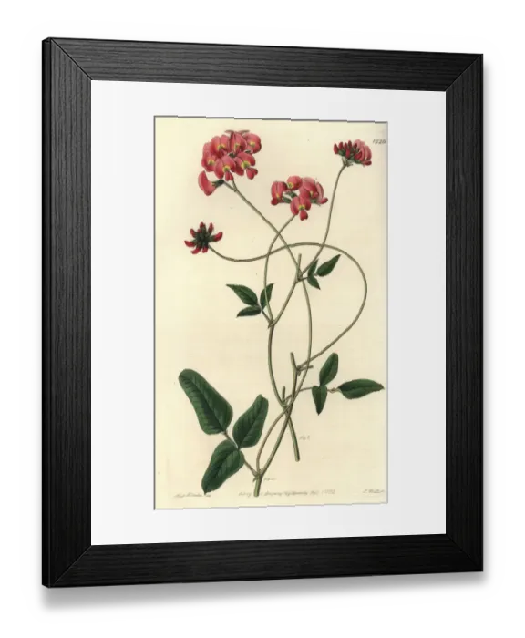 Framed Print : Dilated kennedya, Kennedya dilatata Framed Print : Dilated kennedya, Kennedya dilatata