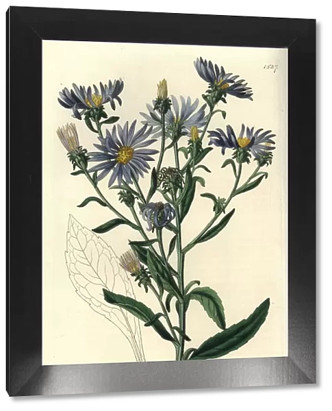 Shewy aster, Aster spectabilis
