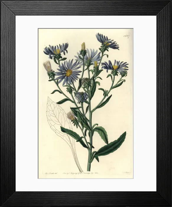 Framed Print : Shewy aster, Aster spectabilis Framed Print : Shewy aster, Aster spectabilis