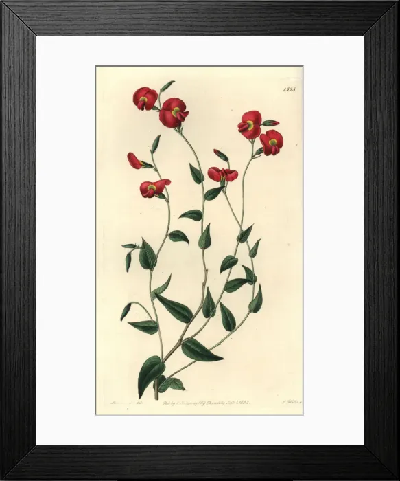Framed Print : Chorizema ovatum Framed Print : Chorizema ovatum