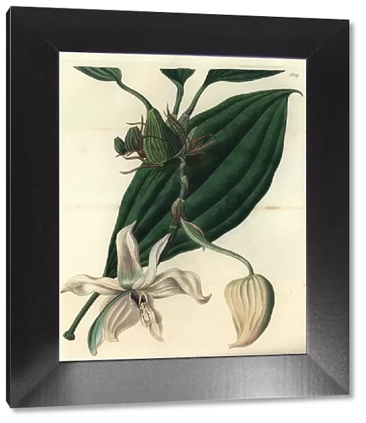 Stanhopea grandiflora orchid