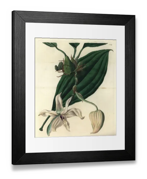 Framed Print : Stanhopea grandiflora orchid Framed Print : Stanhopea grandiflora orchid