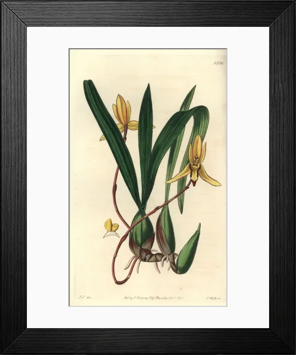 Framed Print : Brasiliorchis marginata orchid Framed Print : Brasiliorchis marginata orchid
