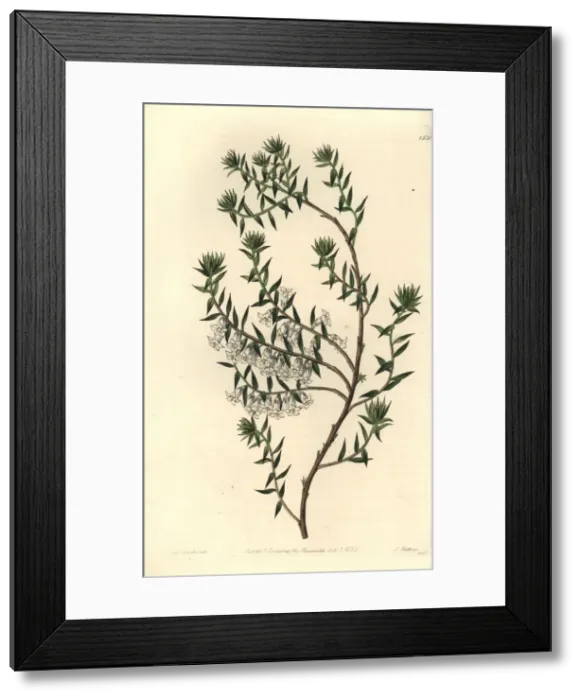 Framed Print : Common heath, Epacris impressa Framed Print : Common heath, Epacris impressa