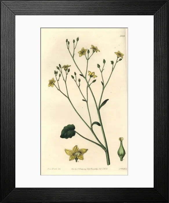 Framed Print : Ornduffia reniformis Framed Print : Ornduffia reniformis