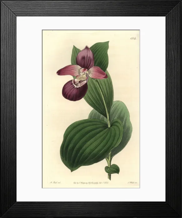 Framed Print : Large-flowered cypripedium orchid, Cypripedium macranthos Framed Print : Large-flowered cypripedium orchid, Cypripedium macranthos