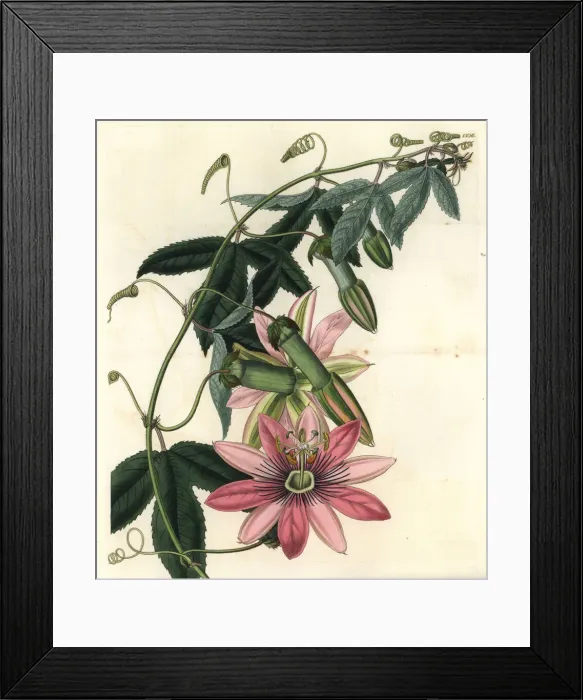 Framed Print : Poro poro, Passiflora pinnatistipula Framed Print : Poro poro, Passiflora pinnatistipula