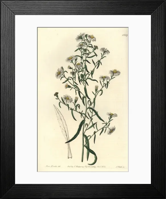 Framed Print : Brittle aster, Aster fragilis Framed Print : Brittle aster, Aster fragilis