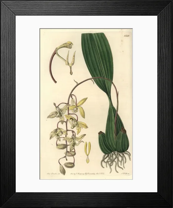 Framed Print : Loddiges cirrhaea orchid, Cirrhaea loddigesii Framed Print : Loddiges cirrhaea orchid, Cirrhaea loddigesii