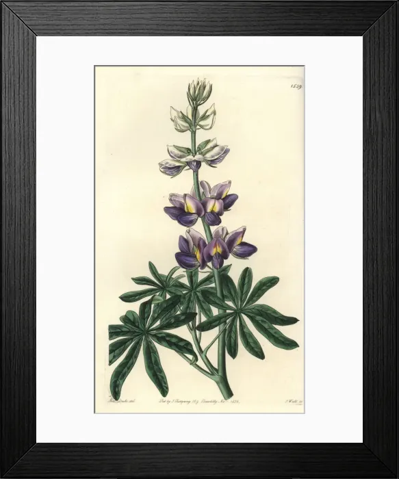 Framed Print : Changeable lupinus, Lupinus mutabilis Framed Print : Changeable lupinus, Lupinus mutabilis