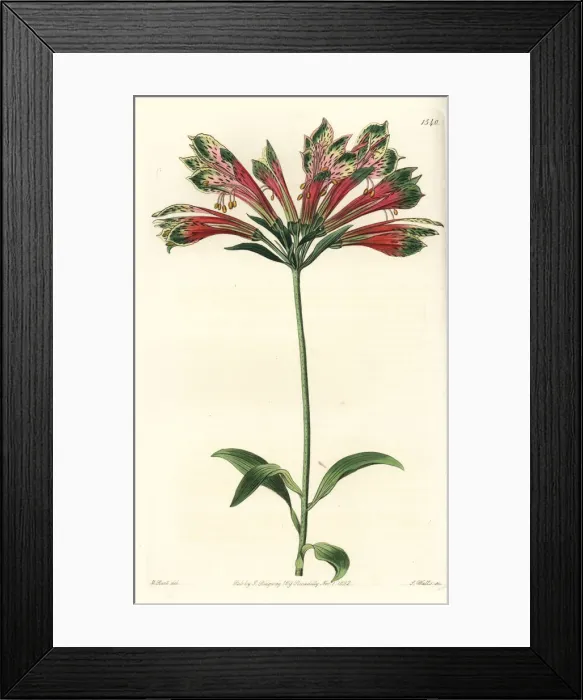 Framed Print : Peruvian lily, Alstroemeria pulchella Framed Print : Peruvian lily, Alstroemeria pulchella