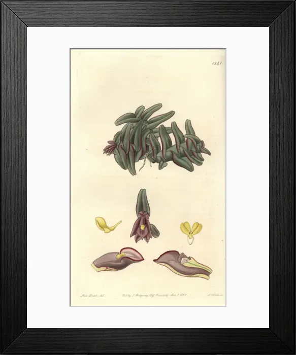 Framed Print : Epidendrum schlechterianum orchid Framed Print : Epidendrum schlechterianum orchid