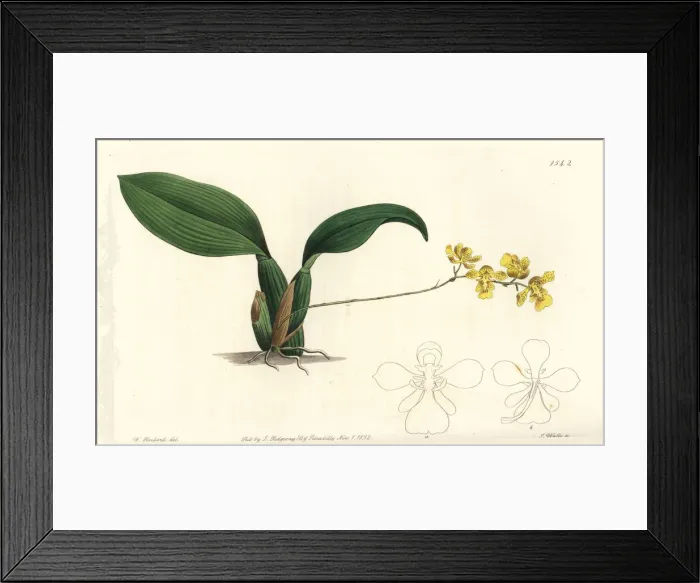 Framed Print : Gomesa cornigera orchid Framed Print : Gomesa cornigera orchid