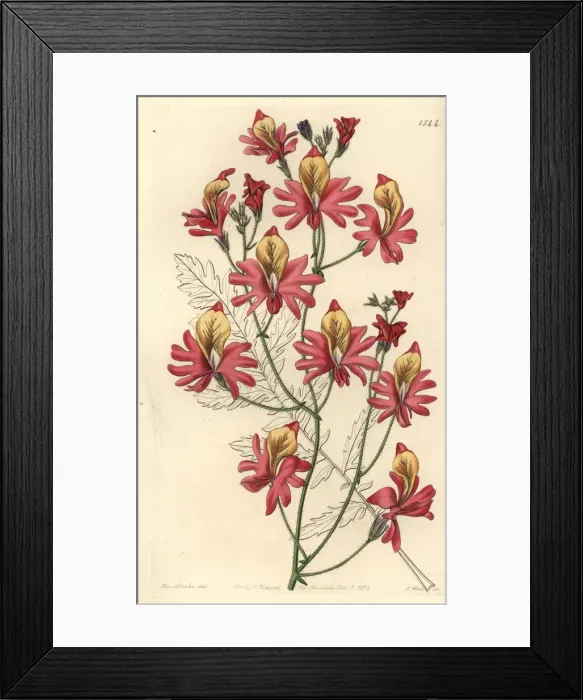 Framed Print : Poor mans orchid, Schizanthus grahamii Framed Print : Poor mans orchid, Schizanthus grahamii