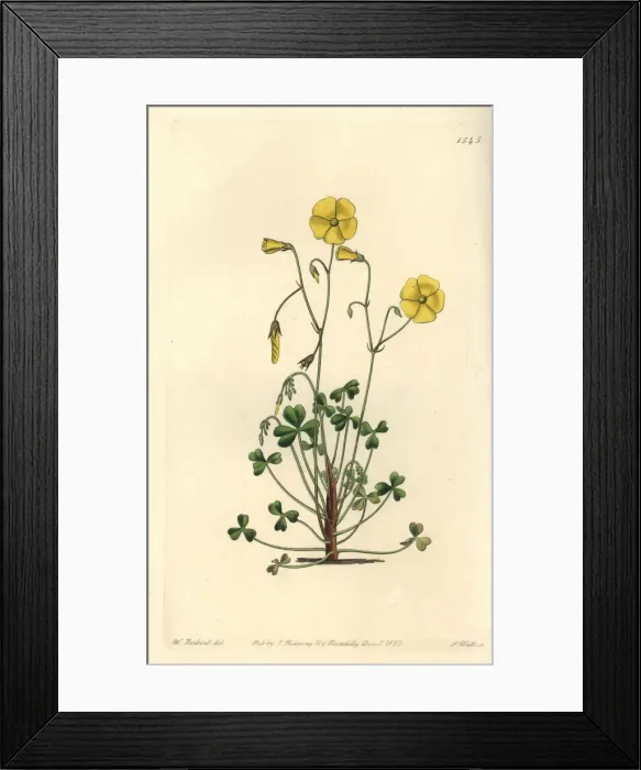 Framed Print : Yellow woodsorrel, Oxalis micrantha