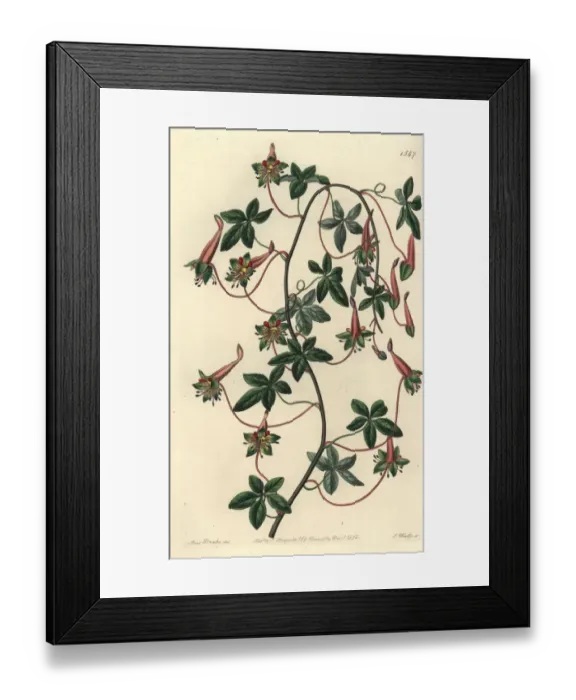 Framed Print : Five-leaved tropaeoleum, Tropaeoleum pentaphyllum Framed Print : Five-leaved tropaeoleum, Tropaeoleum pentaphyllum