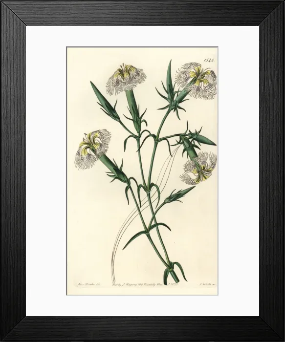 Framed Print : Pink of Lebanon, Dianthus libanotis. Endangered species Framed Print : Pink of Lebanon, Dianthus libanotis. Endangered species