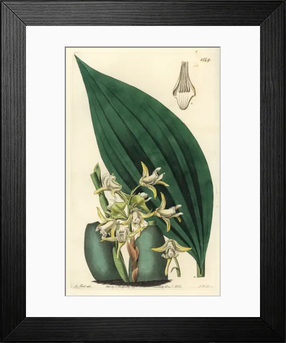 Framed Print : Maxillaria palmifolia orchid Framed Print : Maxillaria palmifolia orchid