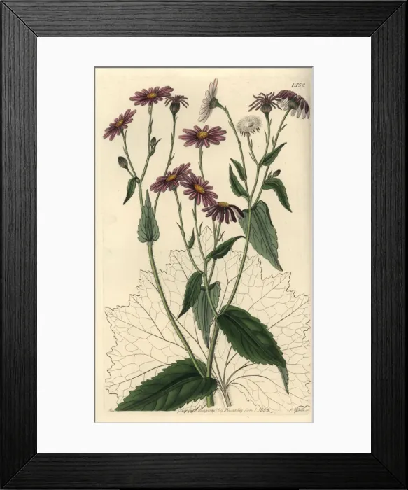 Framed Print : Pericallis tussilaginis Framed Print : Pericallis tussilaginis