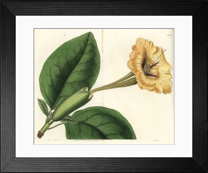 Framed Print : Chalice vine or spotted-flowered solandra, Solandra guttata Framed Print : Chalice vine or spotted-flowered solandra, Solandra guttata