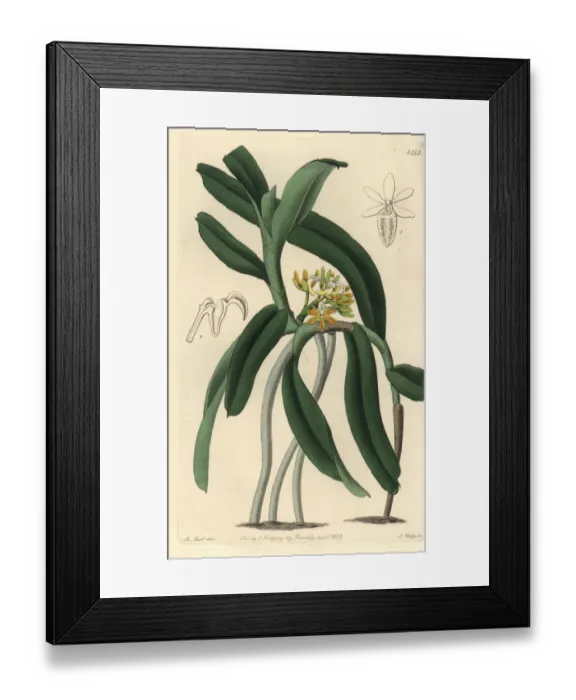 Framed Print : Acampe praemorsa orchid Framed Print : Acampe praemorsa orchid