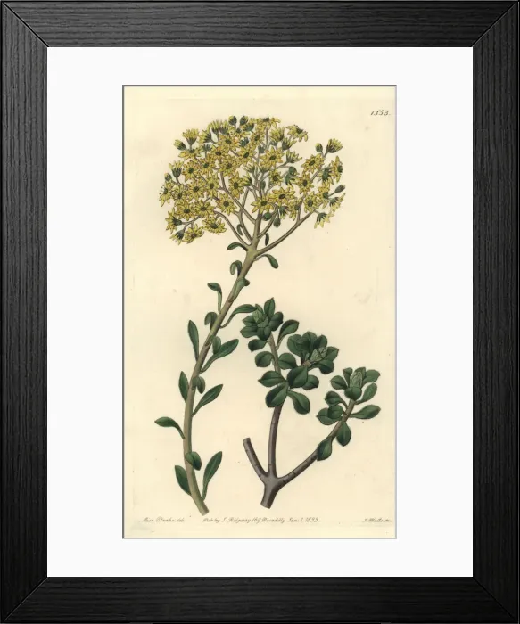 Framed Print : Villous houseleek, Sempervivum villosum Framed Print : Villous houseleek, Sempervivum villosum