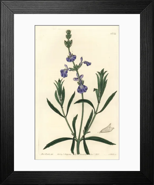 Framed Print : Prairie sage, Salvia azurea Framed Print : Prairie sage, Salvia azurea