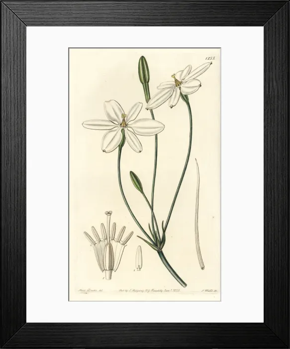 Framed Print : Mexican star, Milla biflora Framed Print : Mexican star, Milla biflora