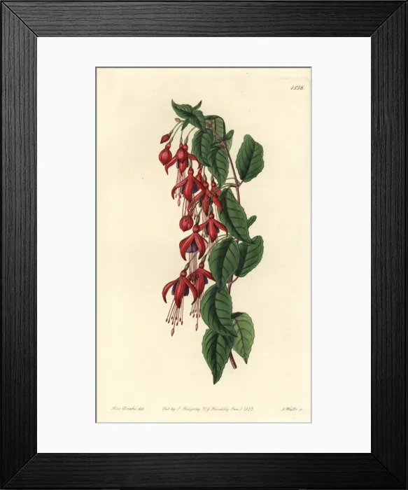 Framed Print : Hummingbird fuchsia, Fuchsia magellanica Framed Print : Hummingbird fuchsia, Fuchsia magellanica