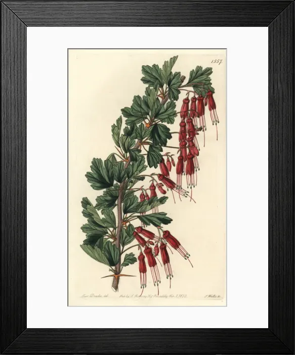 Framed Print : Fuchsia-flowered gooseberry, Ribes speciosum