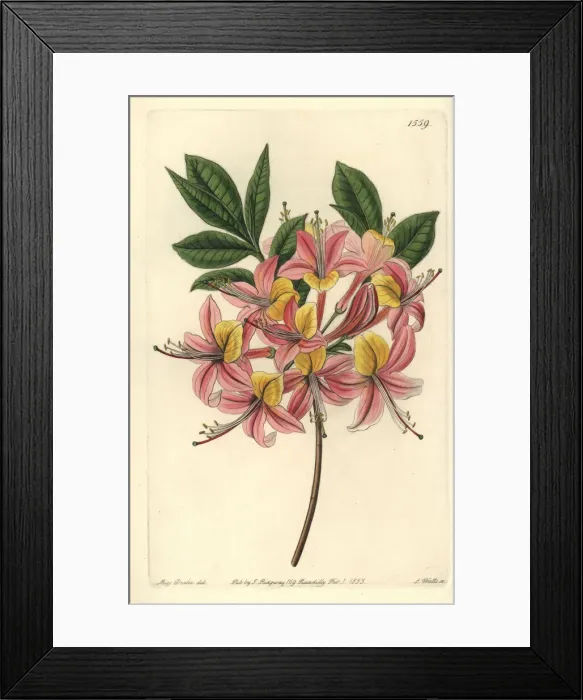 Framed Print : Yellow azalea, Rhododendron luteum Framed Print : Yellow azalea, Rhododendron luteum