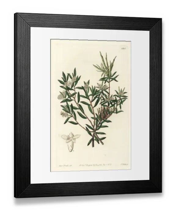 Framed Print : Coast beard-heath, Leucopogon parviflorus Framed Print : Coast beard-heath, Leucopogon parviflorus