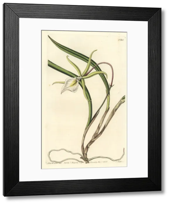 Framed Print : Brassavola perrinii orchid Framed Print : Brassavola perrinii orchid
