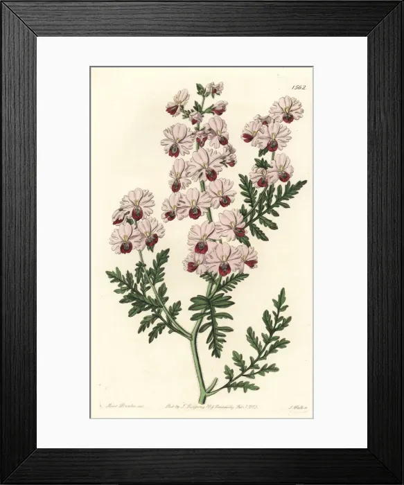 Framed Print : Poor-man s-orchid, Schizanthus pinnatus Framed Print : Poor-man s-orchid, Schizanthus pinnatus