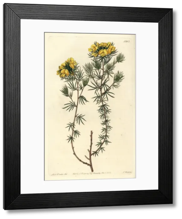 Framed Print : Capitate gompholobium, Gompholobium capitatum