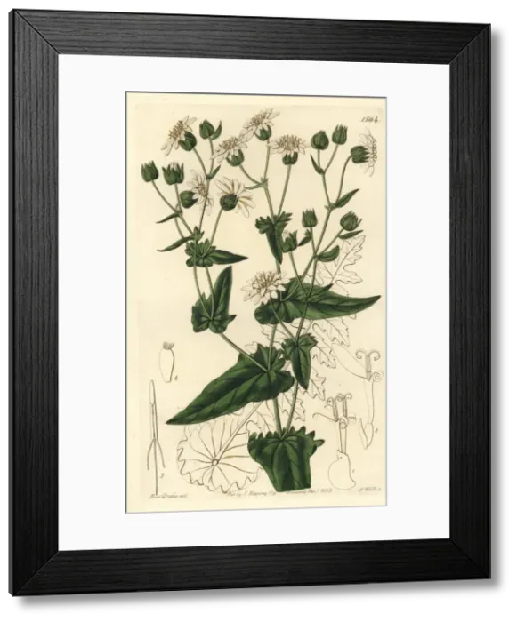 Framed Print : Turnip-leaved musk-succory, Moscharia pinnatifida Framed Print : Turnip-leaved musk-succory, Moscharia pinnatifida