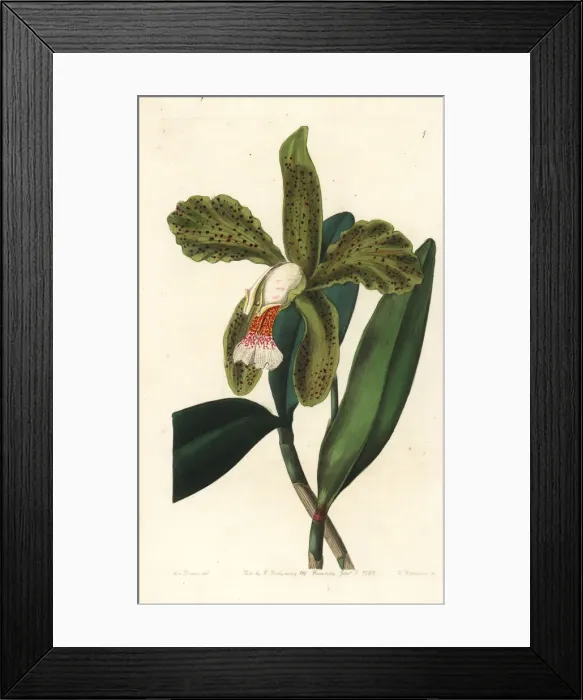 Framed Print : Rough-lipped cattleya, Cattleya granulosa Framed Print : Rough-lipped cattleya, Cattleya granulosa