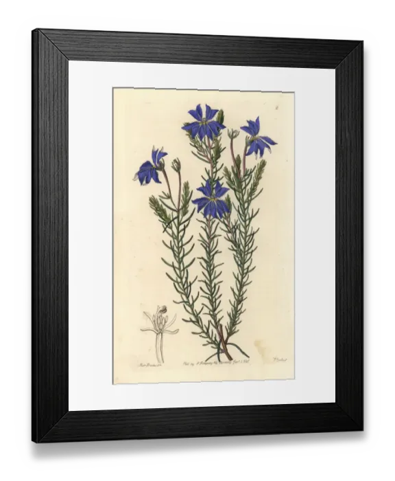 Framed Print : Large blue leschenaultia, Leschenaultia biloba Framed Print : Large blue leschenaultia, Leschenaultia biloba