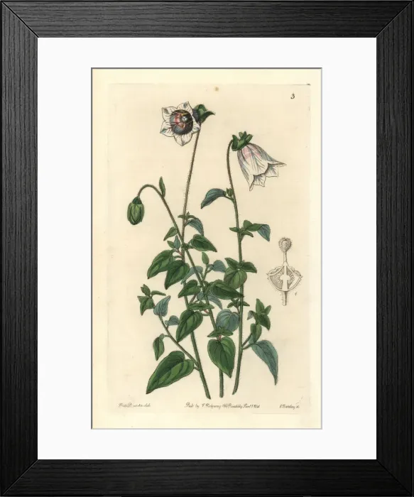 Framed Print : Kashmir bellflower, Codonopsis ovata Framed Print : Kashmir bellflower, Codonopsis ovata