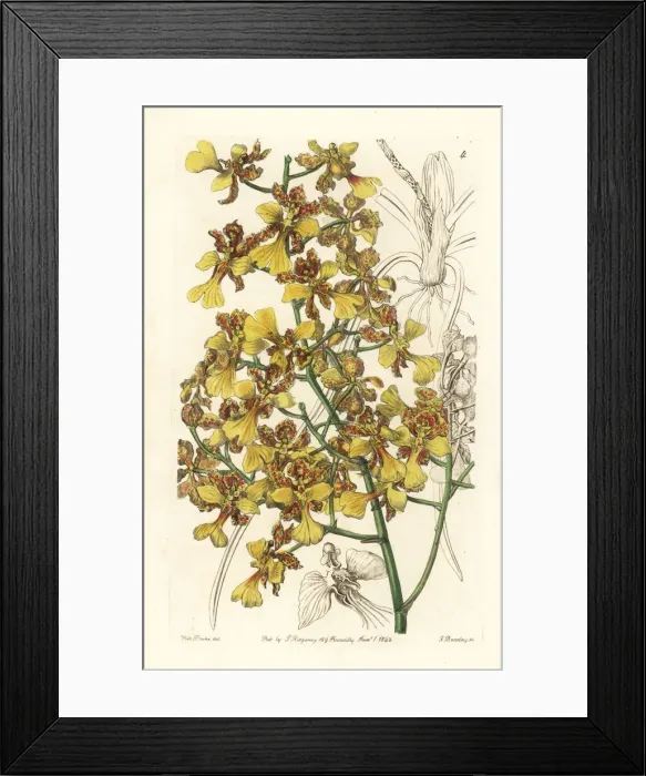 Framed Print : Long-leaved oncidium, Oncidium longifolium Framed Print : Long-leaved oncidium, Oncidium longifolium