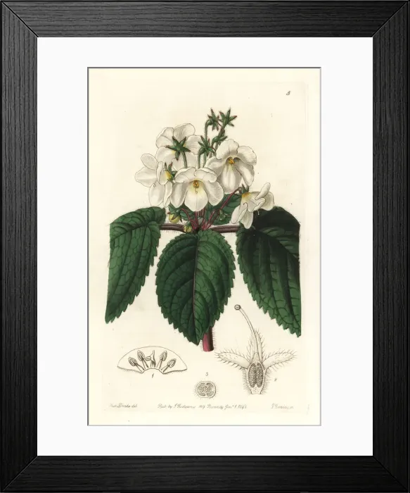 Framed Print : Oblong snow-wort, Niphaea oblonga Framed Print : Oblong snow-wort, Niphaea oblonga