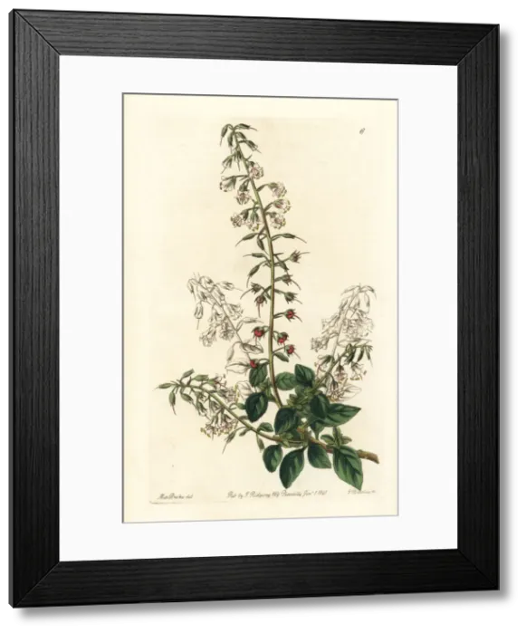 Framed Print : Lobelia-like loose-strife, Lysimachia lobelioides Framed Print : Lobelia-like loose-strife, Lysimachia lobelioides