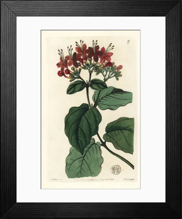 Framed Print : Scarlet glory-tree, Clerodendrum splendens Framed Print : Scarlet glory-tree, Clerodendrum splendens