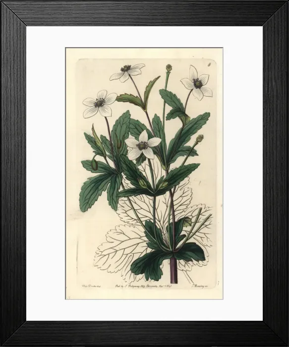 Framed Print : Rill anemone, Anemone rivularis Framed Print : Rill anemone, Anemone rivularis