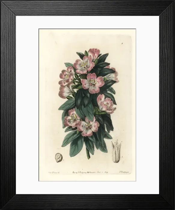 Framed Print : Winecup fairyfan, Clarkia purpurea subsp. quadrivulnera Framed Print : Winecup fairyfan, Clarkia purpurea subsp. quadrivulnera