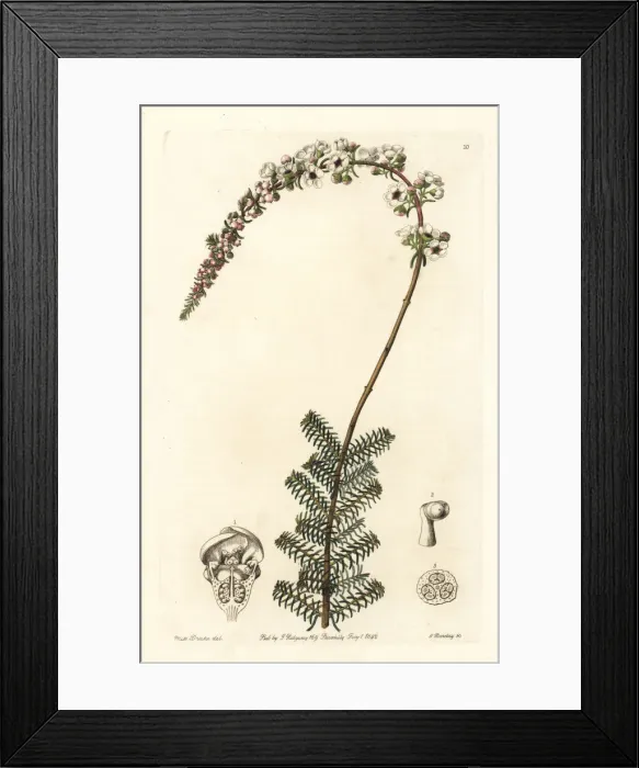 Framed Print : Camphor myrtle, Babingtonia camphorosmae Framed Print : Camphor myrtle, Babingtonia camphorosmae