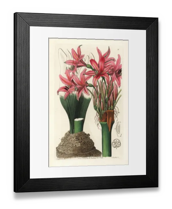 Framed Print : Brunsvigia grandiflora Framed Print : Brunsvigia grandiflora
